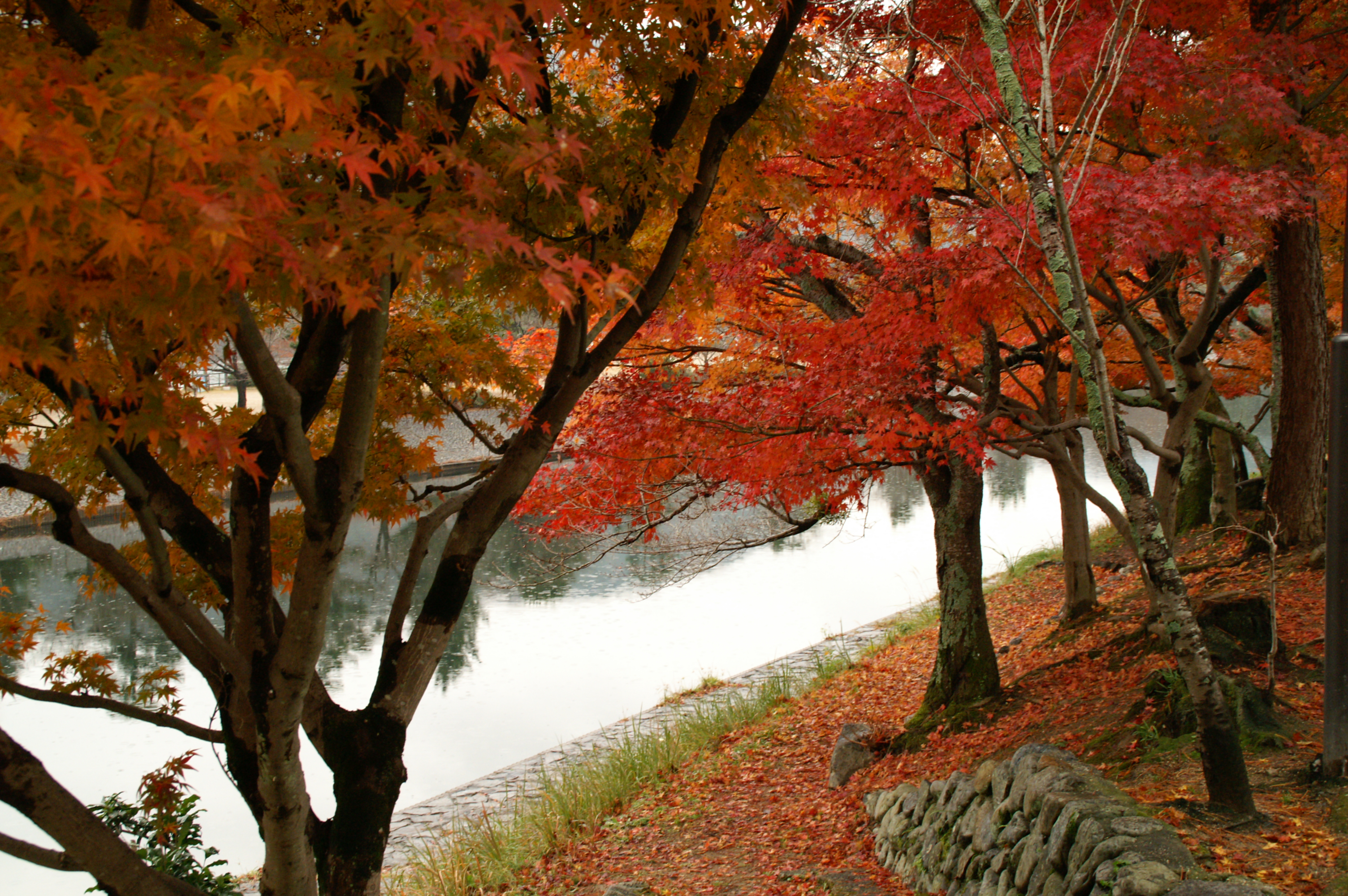 宇治川紅葉　　　　　写真提供：（公社）京都府観光連盟