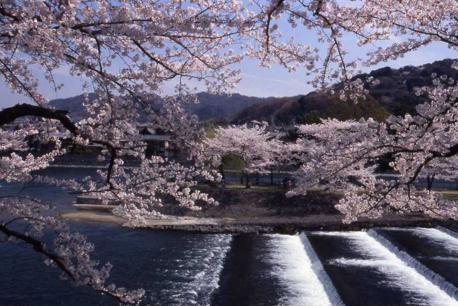 宇治川沿いの桜　写真提供：（公社）京都府観光連盟