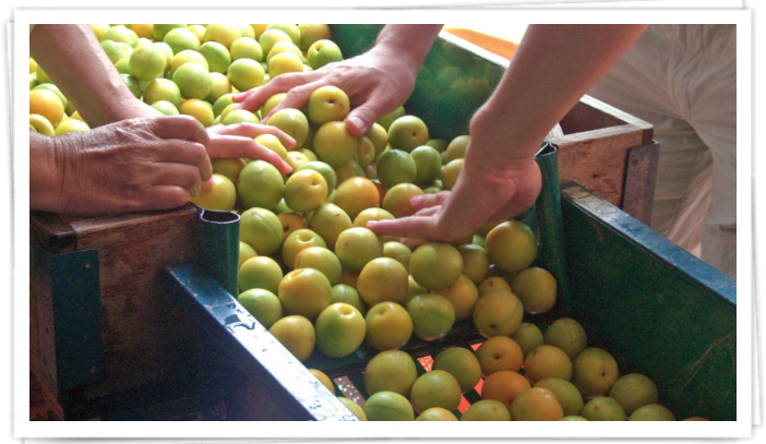 やってみよう！梅酒づくり体験