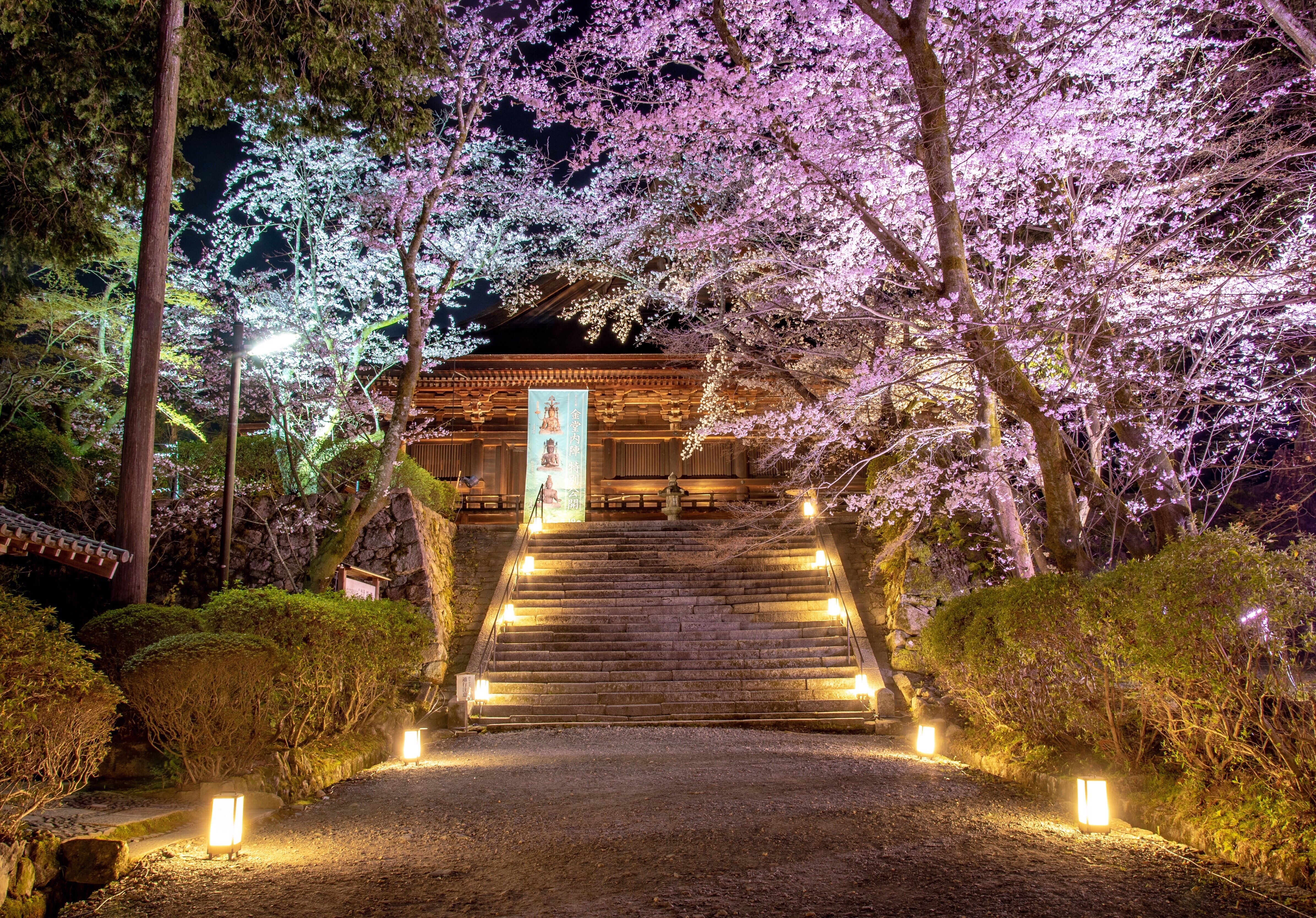 三井寺（園城寺）の桜　画像提供：（公社）びわこビジターズビューロー　