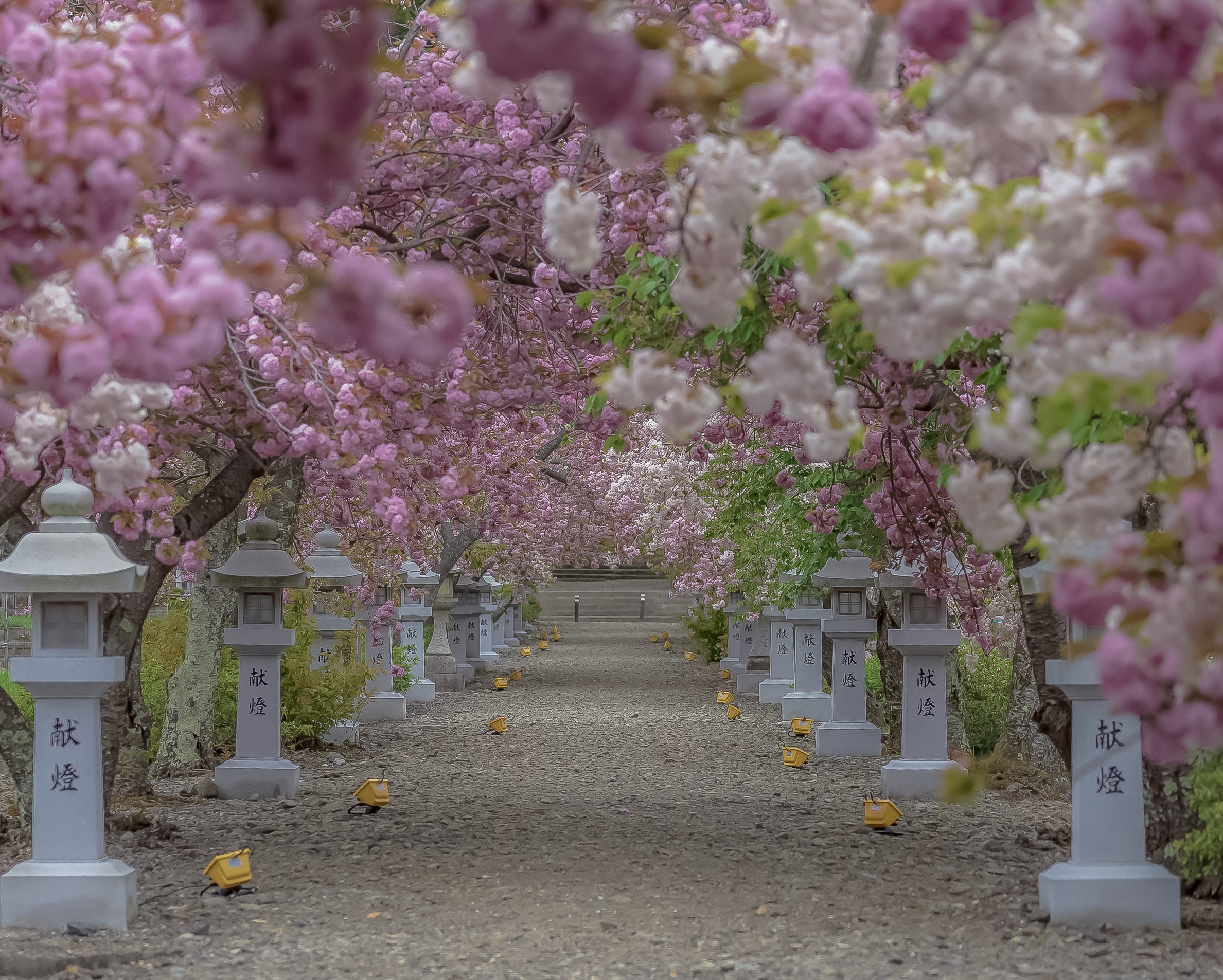 伊香具神社の桜　　画像提供：（公社）びわこビジターズビューロー　