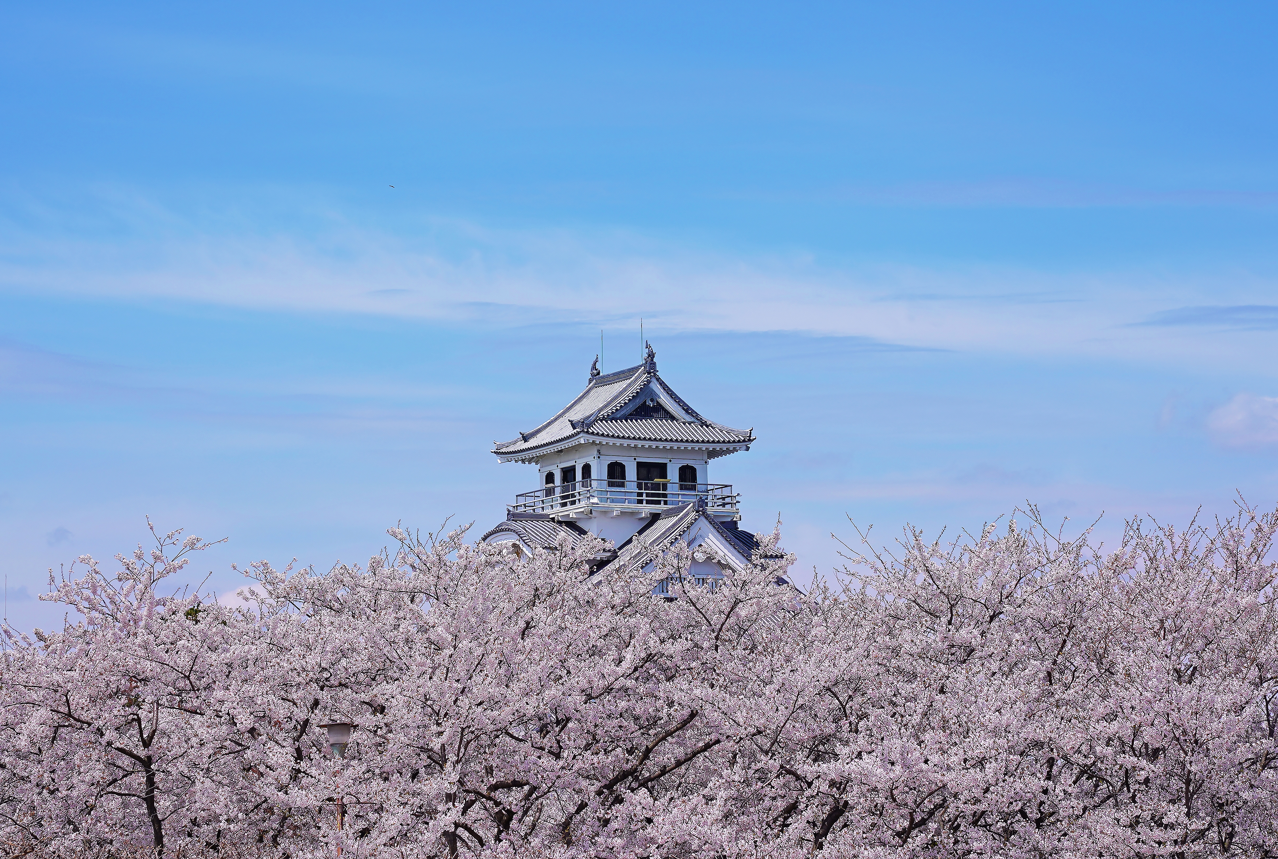 豊公園の桜　　画像提供：（公社）びわこビジターズビューロー　